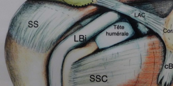Formation / Activité scientifique