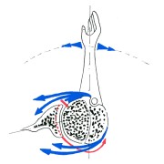Fig.5: transfert du grand dorsal = restauration de la rotation externe